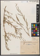 Foto von Salix wilhelmsiana M. Bieb.